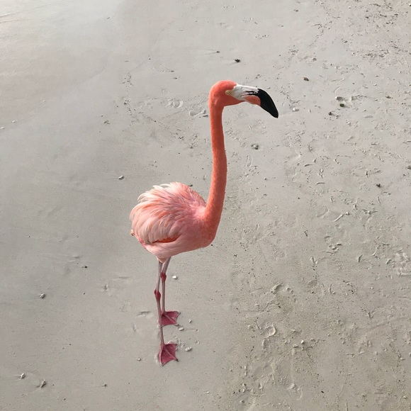 Meet your Posher, Charissa - Picture 1 of 1